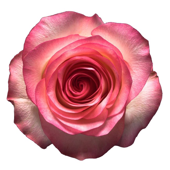 Le boudoir rose Beauté